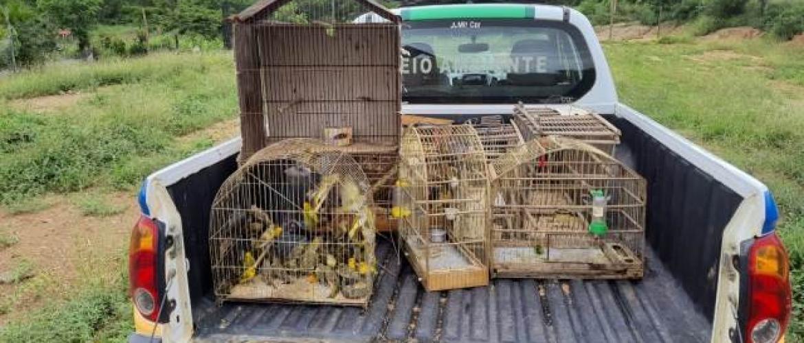 ​Polícia Ambiental apreende mais de 100 aves que estavam em cativeiro, em Araçuai.